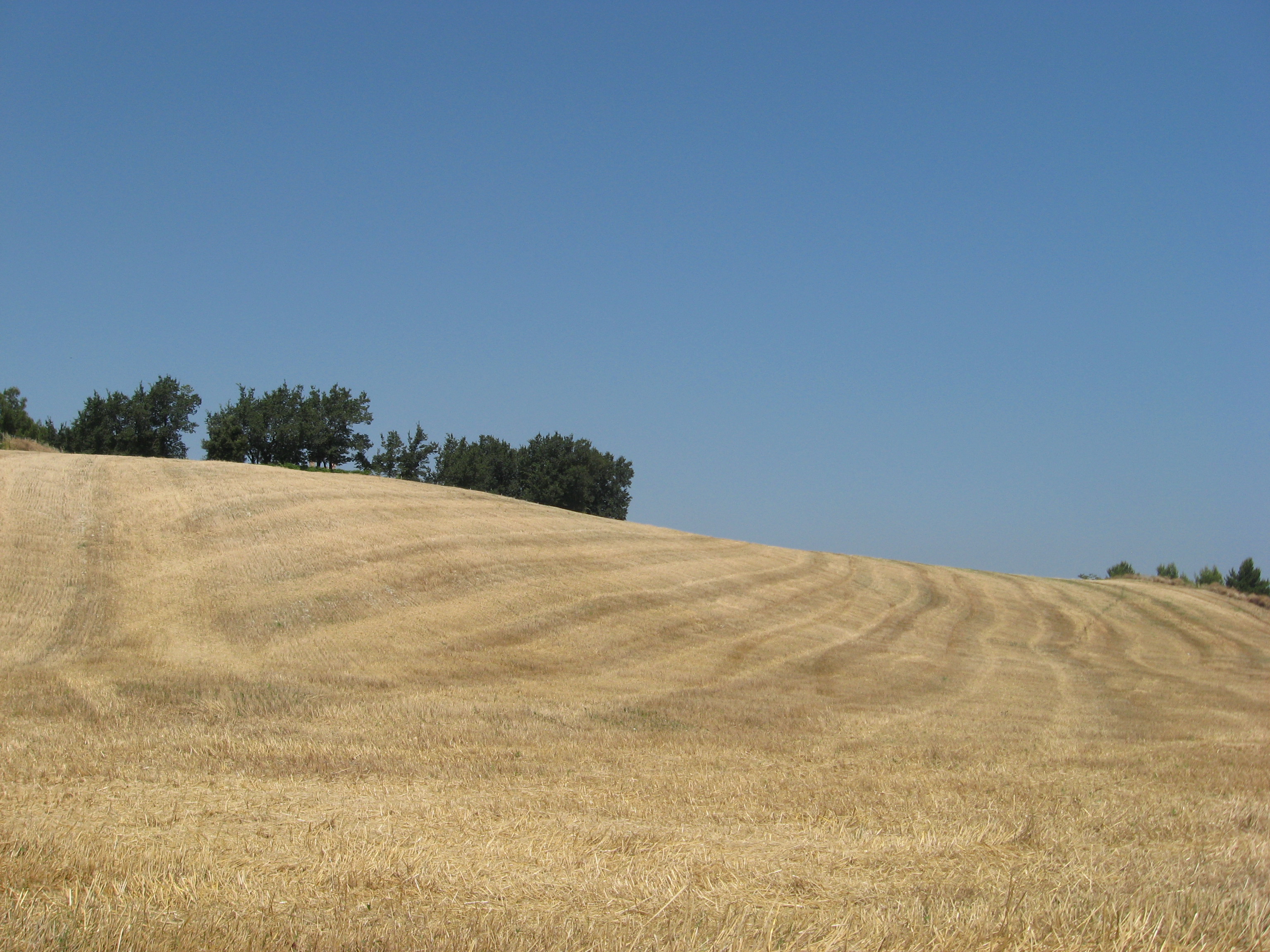 SummerCrop.jpg