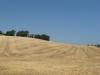 SummerCrop.jpg
